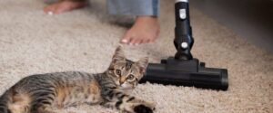 Read more about the article The 7 Best Vacuums for Cat Litter Of 2025