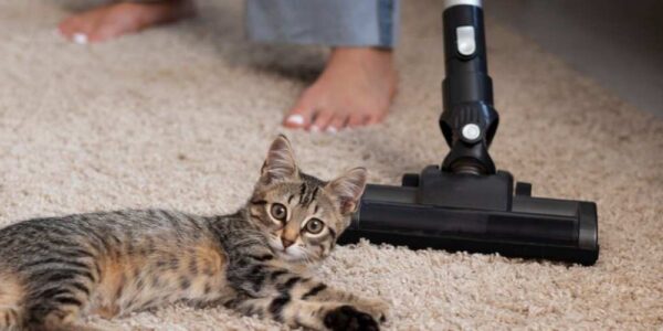 The 7 Best Vacuums for Cat Litter Of 2025